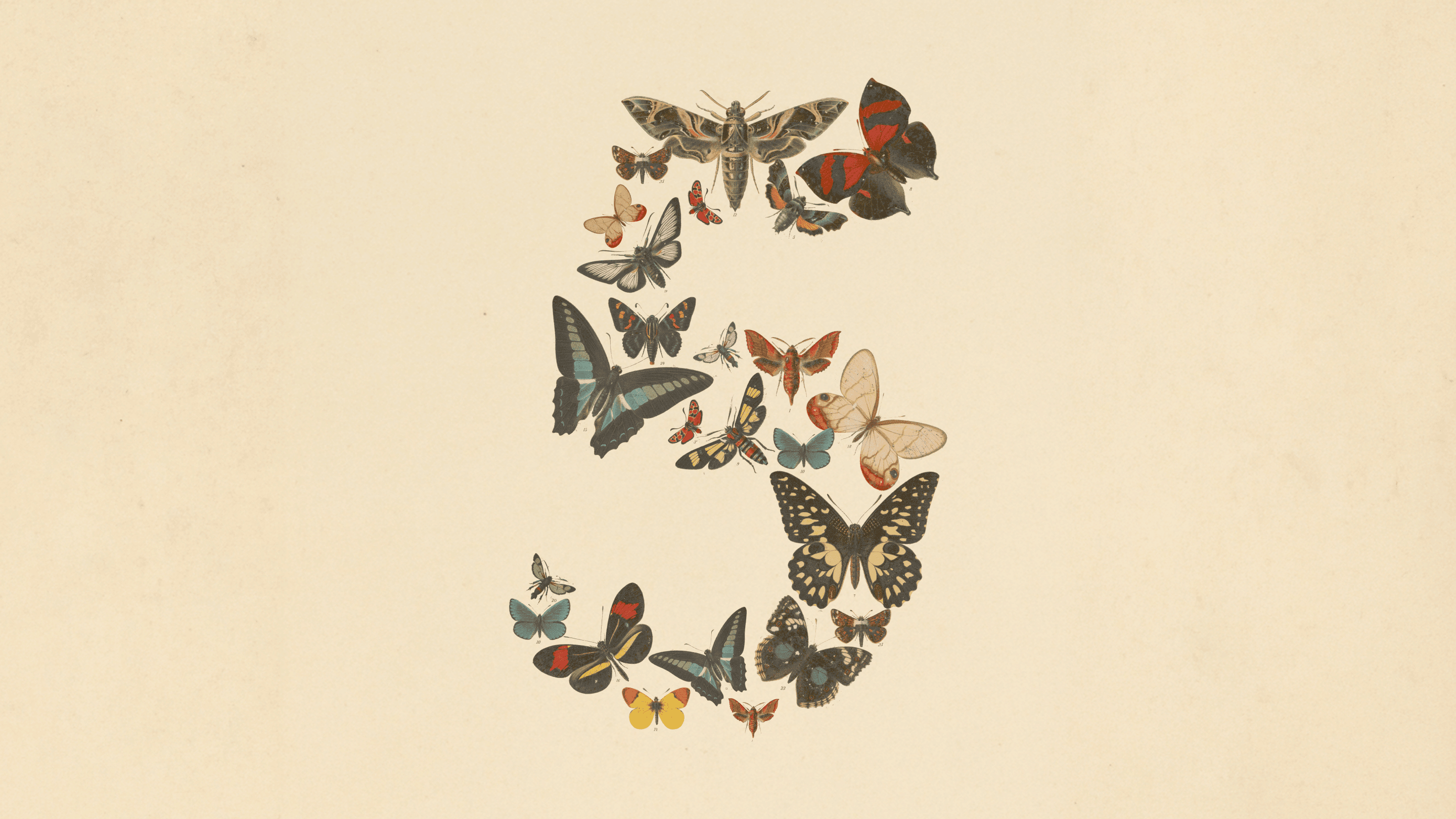 Ilustración botánica vintage de mariposas de colores dispuestas en un patrón circular